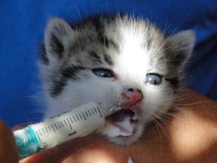 Babykatze Milch